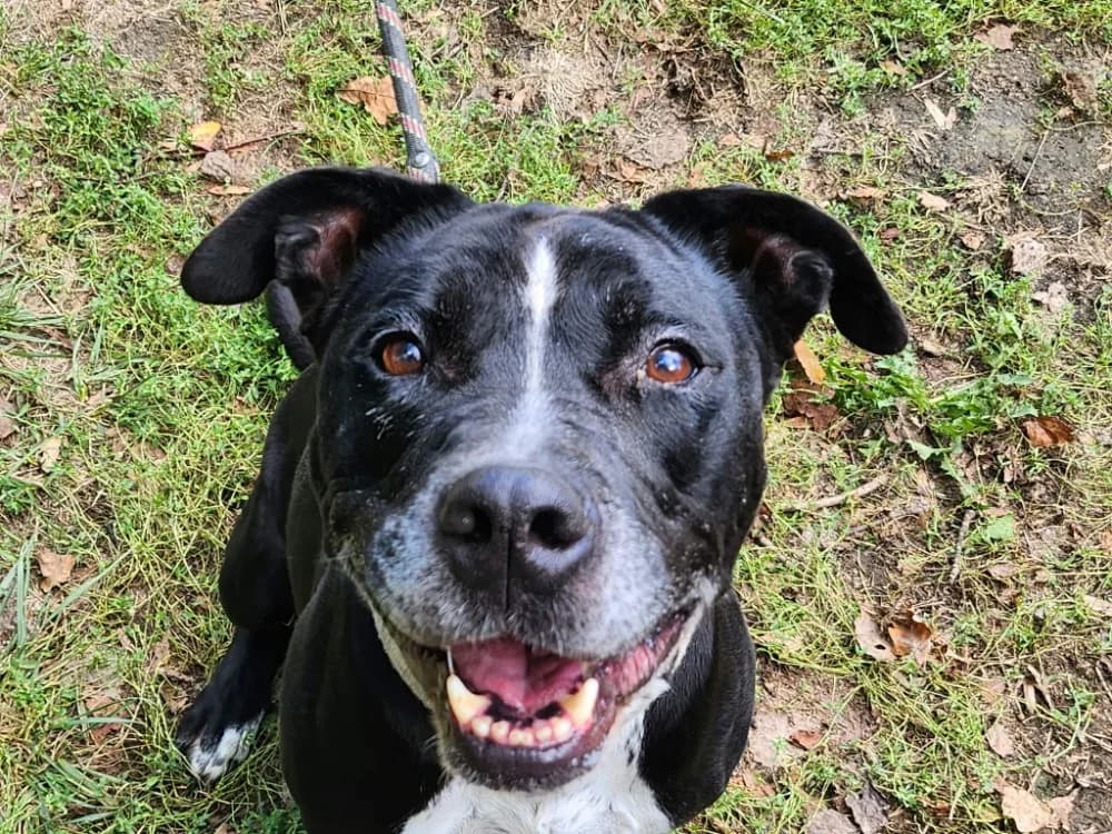 ZELDA, female 7yo Mixed Breed for adoption at SPA Tours (Luynes), Tours
