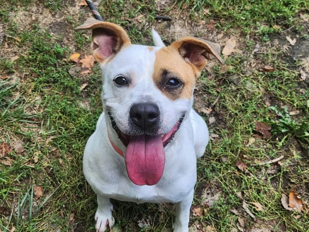 CARDI, female mixed breed for adoption at SPA Tours (Luynes), Tours