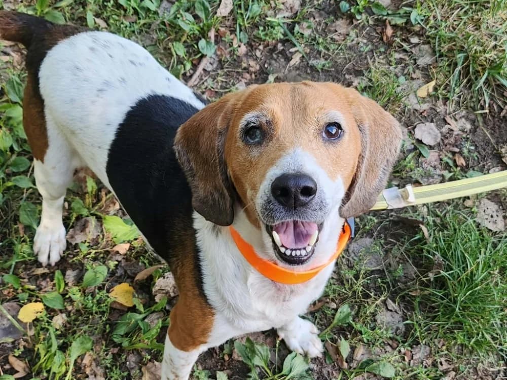 Prunelle, female 5yo Beagle for adoption at SPA Tours (Luynes), Tours