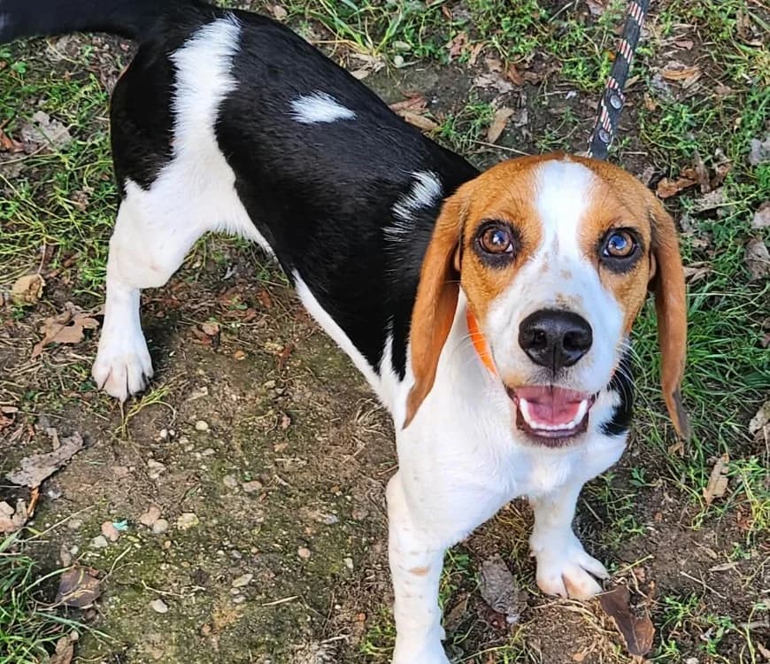 AVRIL, female Beagle for adoption at SPA Tours (Luynes), Tours
