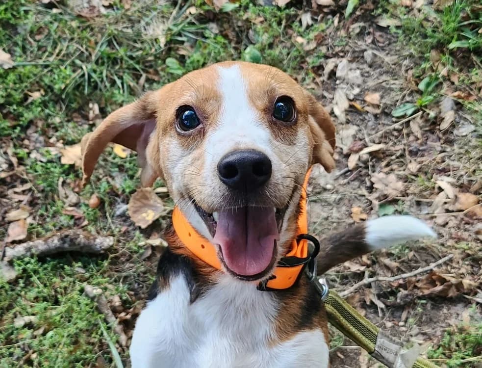 VAMPIRO, male 5yo Beagle for adoption at SPA Tours (Luynes), Tours