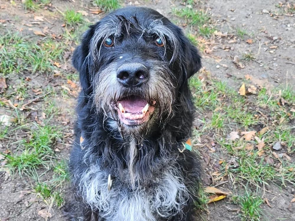 LUCKY, male senior mixed breed for adoption at SPA Tours (Luynes), Tours
