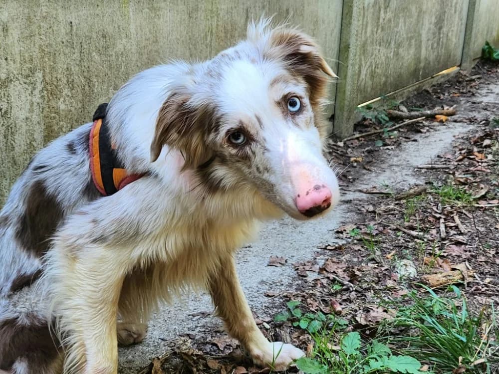 PAILLETTE, female 5yo Border Collie for adoption at SPA Tours (Luynes), Tours
