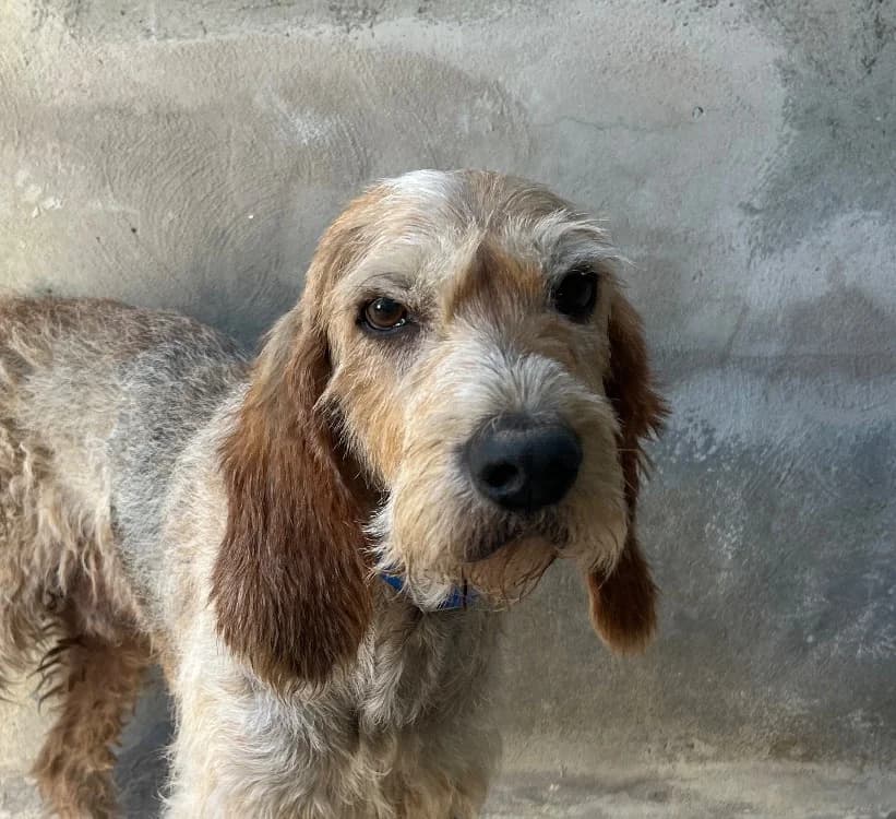 REGLISSE, male senior Mixed Breed for adoption at SPA Tours (Luynes), Tours