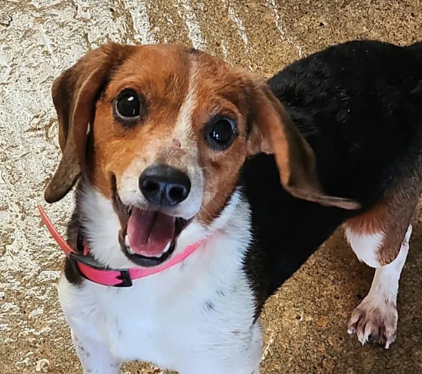 Uly-ss, male 7yo Beagle for adoption at SPA Tours (Luynes), Tours