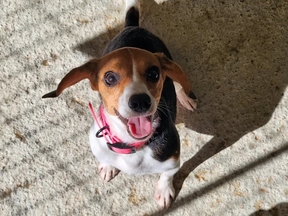 NALA, female 7yo Beagle for adoption at SPA Tours (Luynes), Tours
