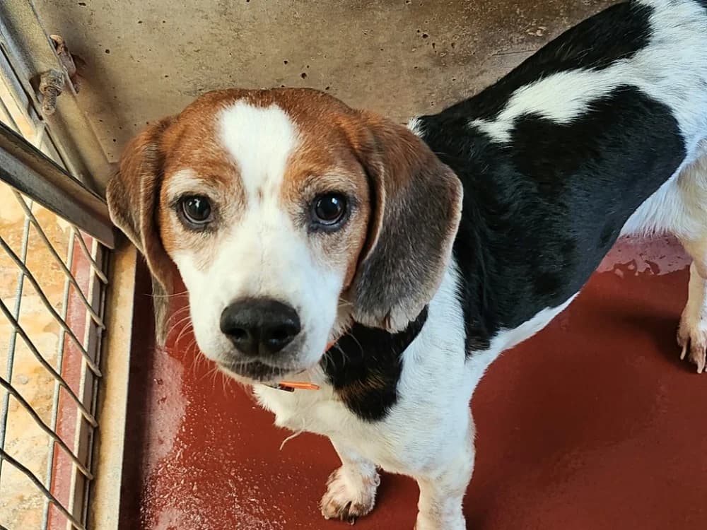 Nanouk, male senior Beagle for adoption at SPA Tours (Luynes), Tours