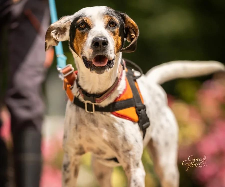 ORYA, female 4yo Mixed Breed for adoption at SPA Tours (Luynes), Tours