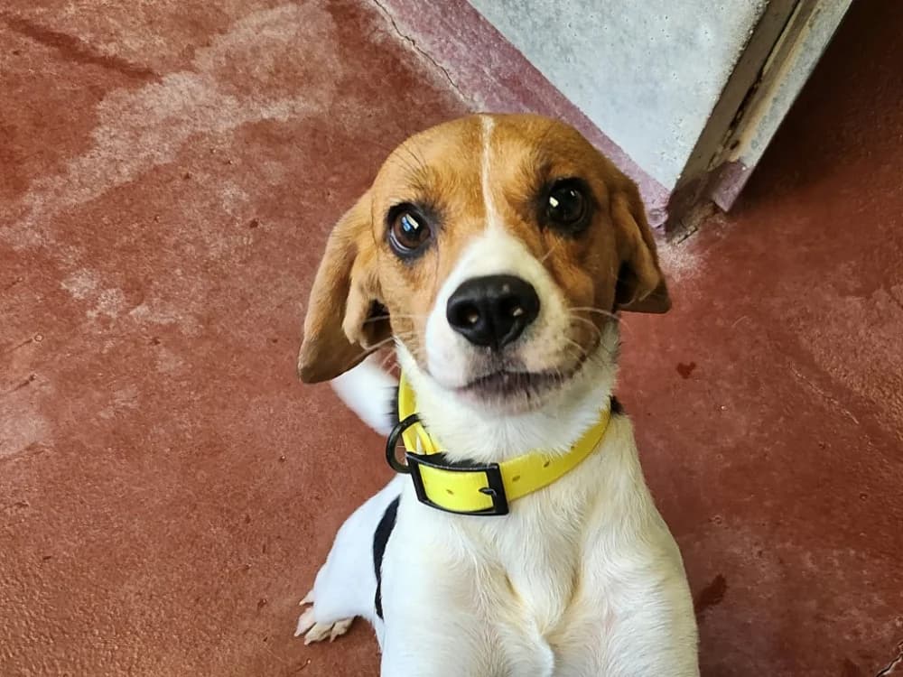 POP'S, female 3yo Beagle for adoption at SPA Tours (Luynes), Tours