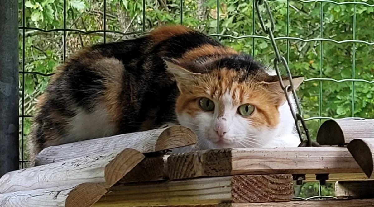 FLUFFY, female young Mixed Breed for adoption at SPA Tours (Luynes), Tours