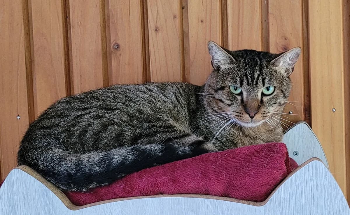 ZUFOLO, male senior Mixed Breed for adoption at SPA Tours (Luynes), Tours
