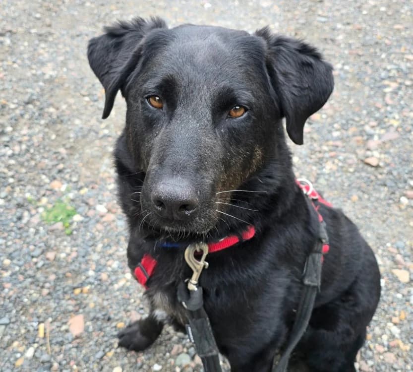 ROCK, male 7yo Mixed Breed for adoption at SPA Tours (Luynes), Tours