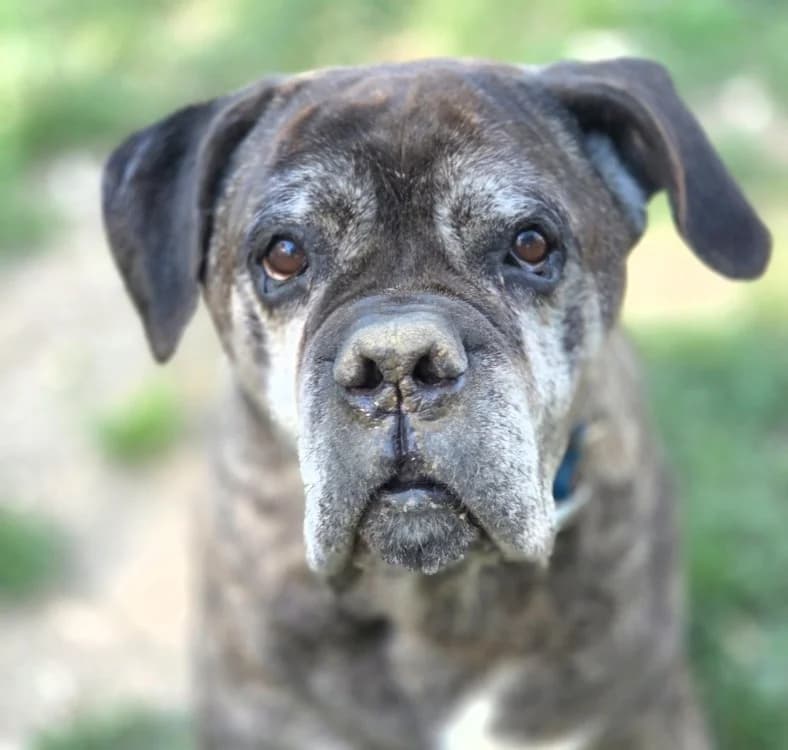NITRO, male senior Cane Corso for adoption at SPA Troyes, Troyes