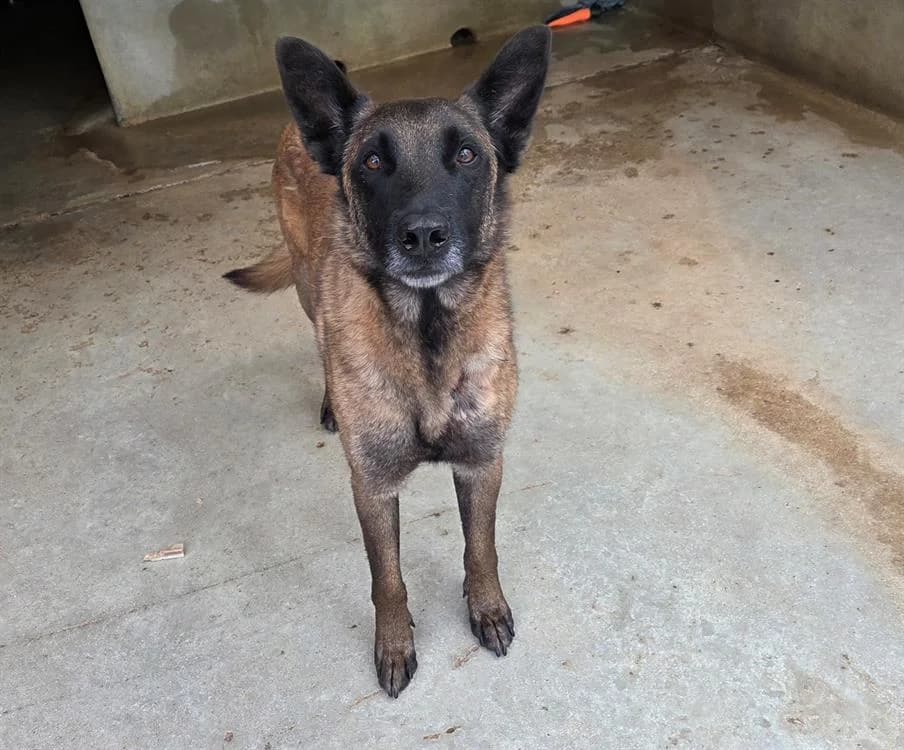 SYLEX, male 4yo Mixed Breed for adoption at SPA Troyes, Troyes