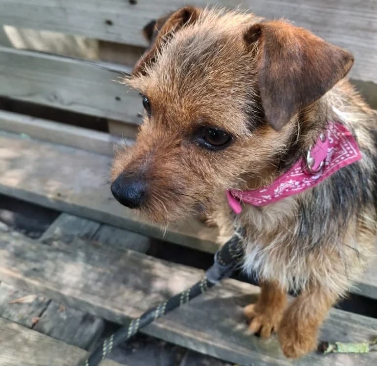 Pépite, female young Mixed Breed for adoption at SPA Troyes, Troyes