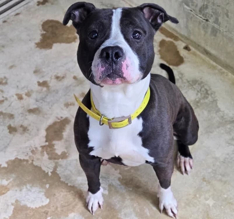 SOMNEA, male young Mixed Breed for adoption at SPA Troyes, Troyes
