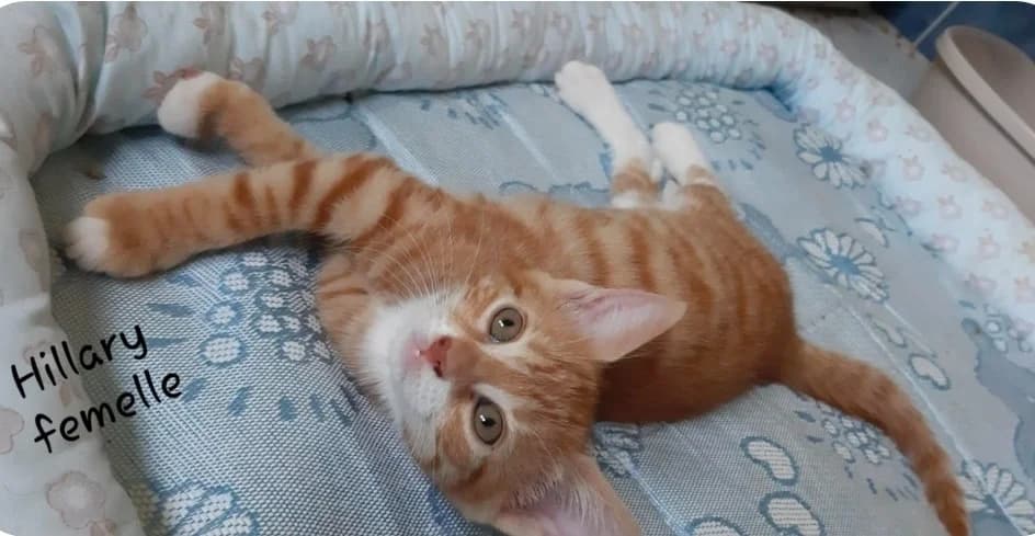 HILLARY, female Mixed Breed for adoption at SPA Troyes, Troyes