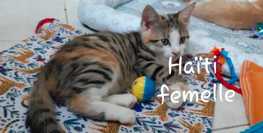 HAÏTI, female Mixed Breed for adoption at SPA Troyes, Troyes
