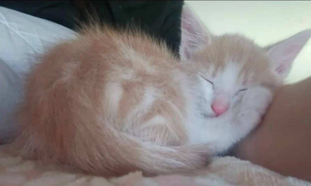 POMELO, male puppy Mixed Breed for adoption at SPA Troyes, Troyes
