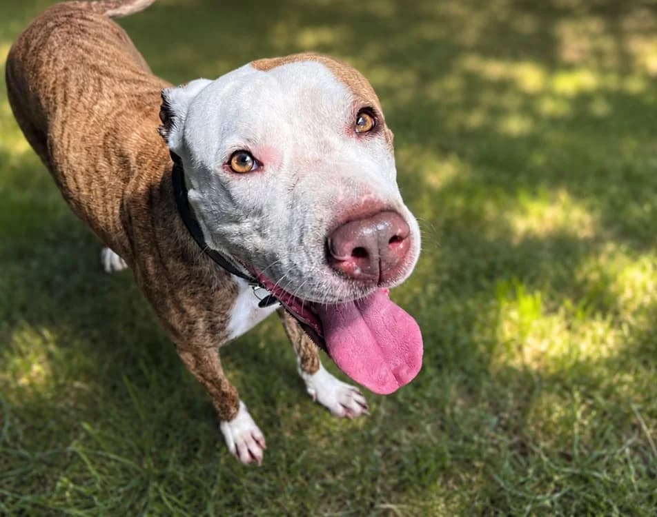TCHALLA, female 4yo American Bully for adoption at SPA Troyes, Troyes