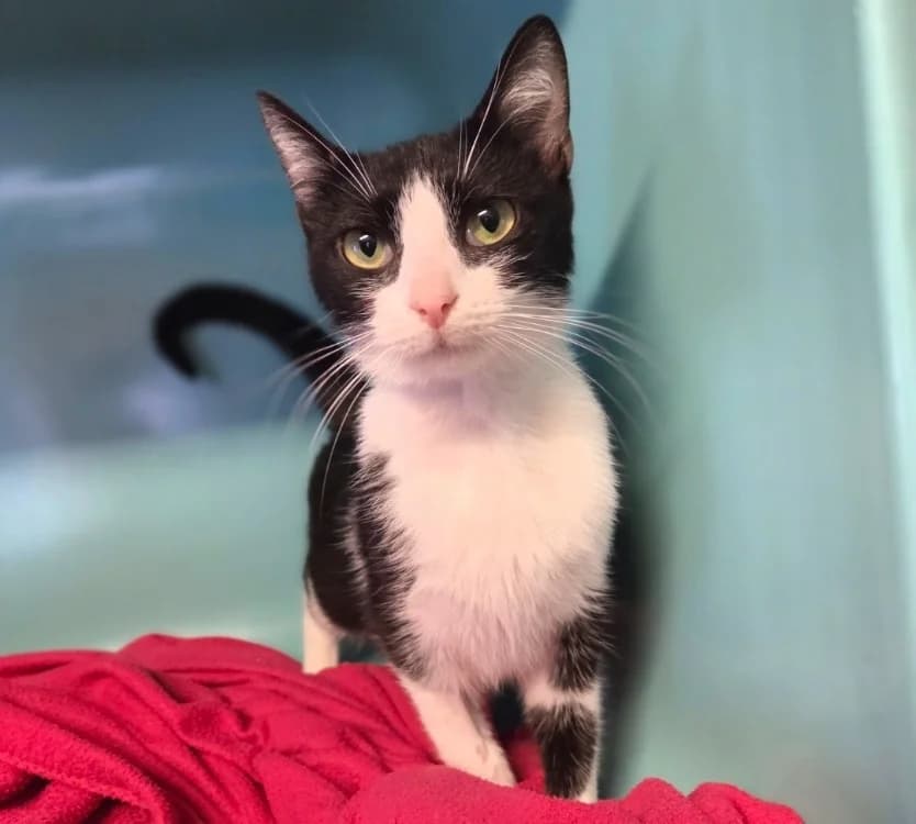 MINNIE, female young mixed breed for adoption at SPA Troyes, Troyes