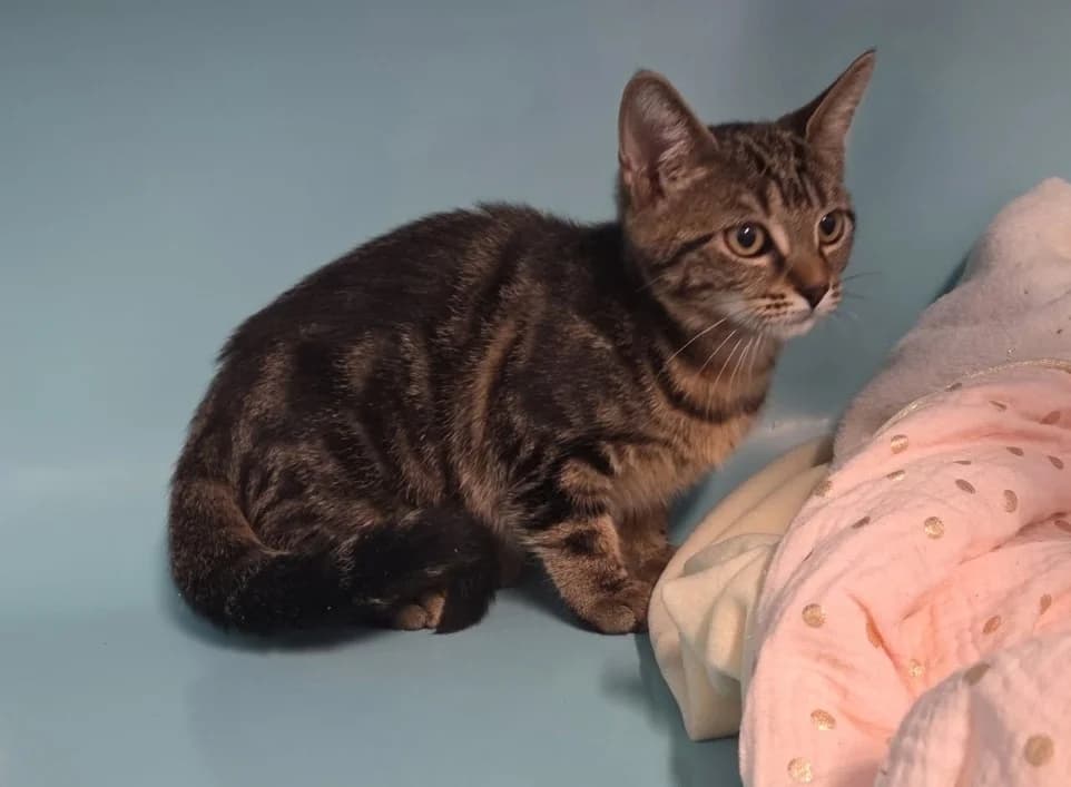 CHOUNETTE, female Mixed Breed for adoption at SPA Troyes, Troyes