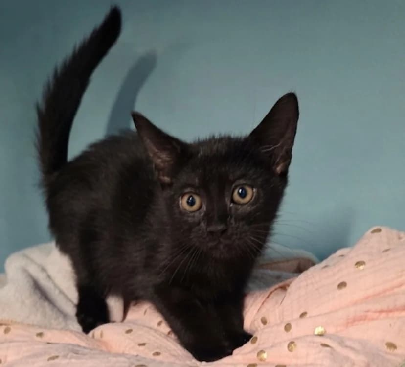 EBENE, male Mixed Breed for adoption at SPA Troyes, Troyes