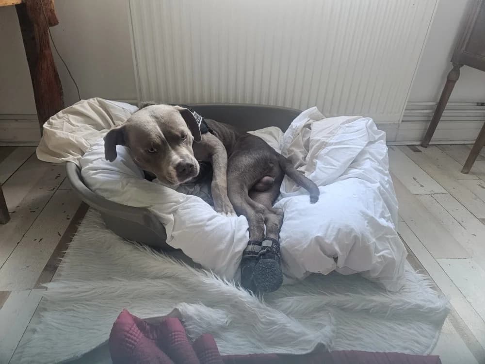 PACHA, male young Mixed Breed for adoption at SPA Troyes, Troyes