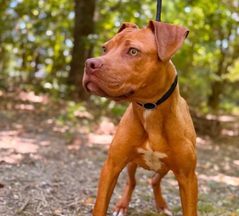 BOUDREAUX réservé, male Mixed Breed for adoption at SPA Troyes, Troyes