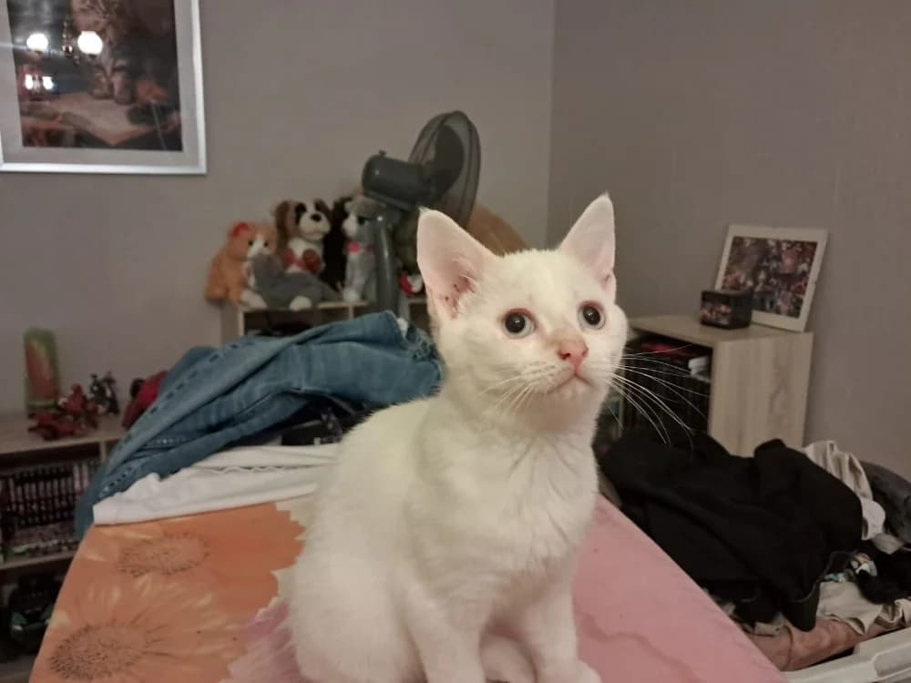 Iris, female mixed breed for adoption at SPA Troyes, Troyes