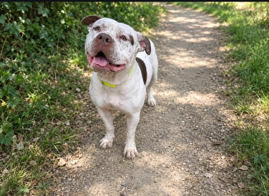 ZAIR, male young Mixed Breed for adoption at SPA Troyes, Troyes