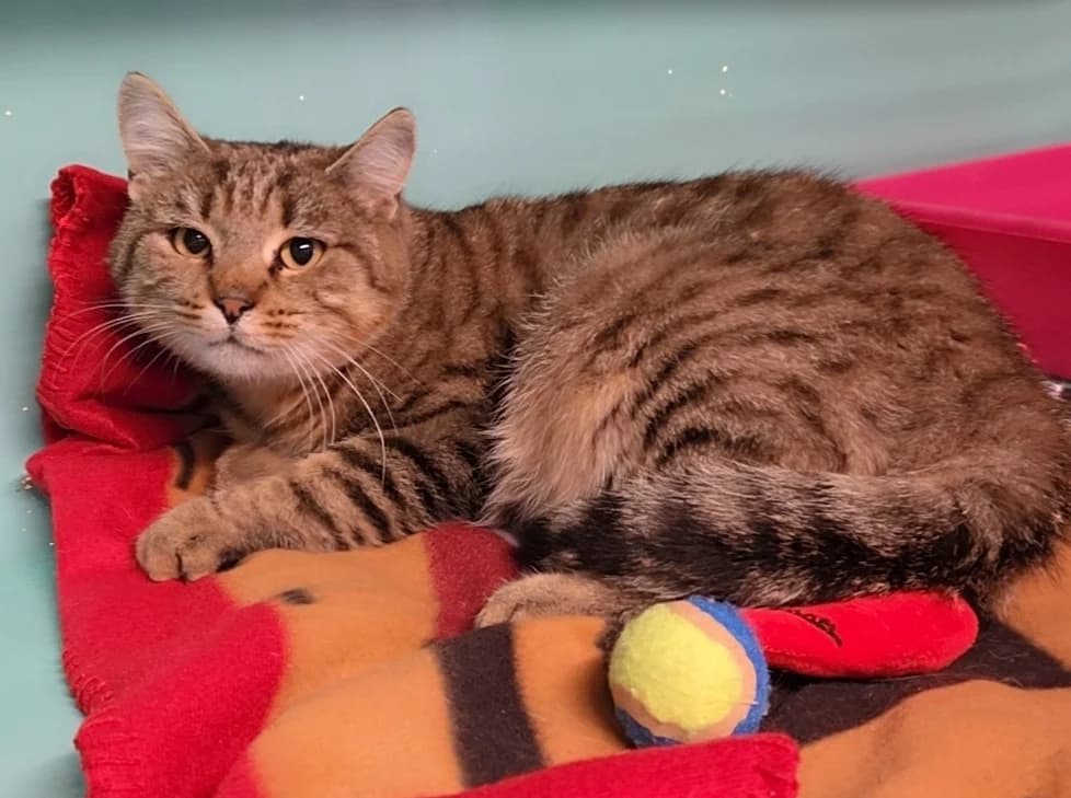 PLUME, female 3yo Mixed Breed for adoption at SPA Troyes, Troyes