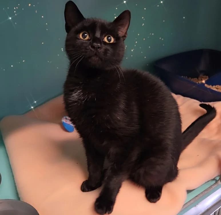 FEATHER, male Mixed Breed for adoption at SPA Troyes, Troyes