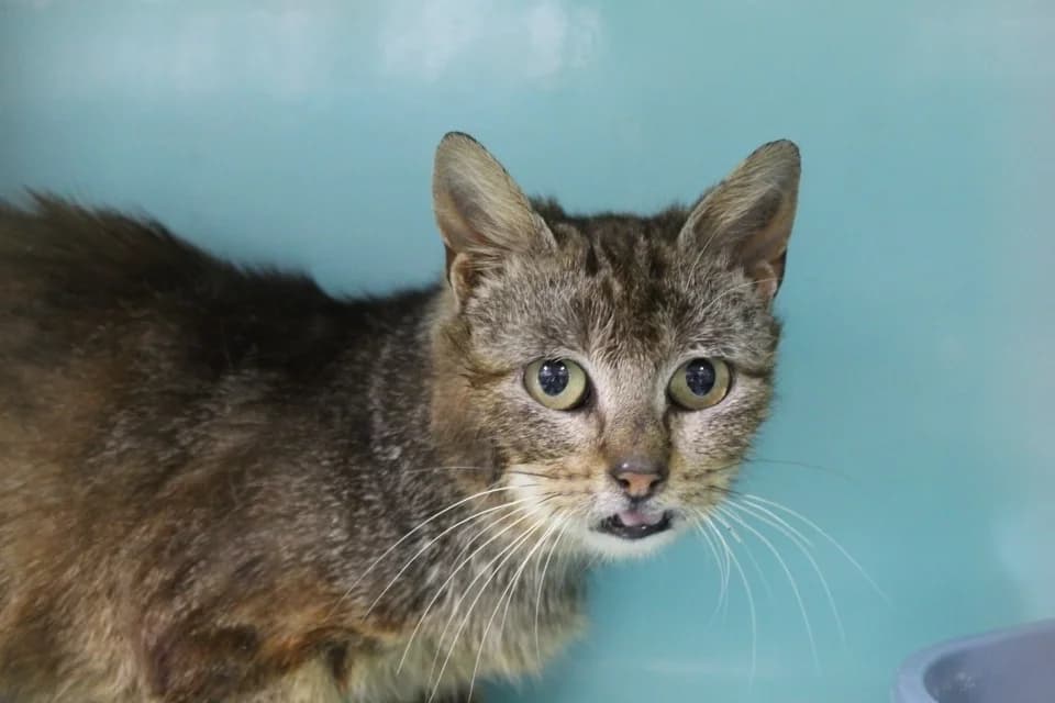 boulguy, female Mixed Breed for adoption at Chameyrat), Tulle