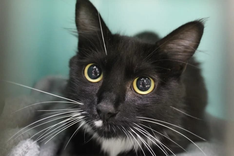 bibine, female Mixed Breed for adoption at Chameyrat), Tulle
