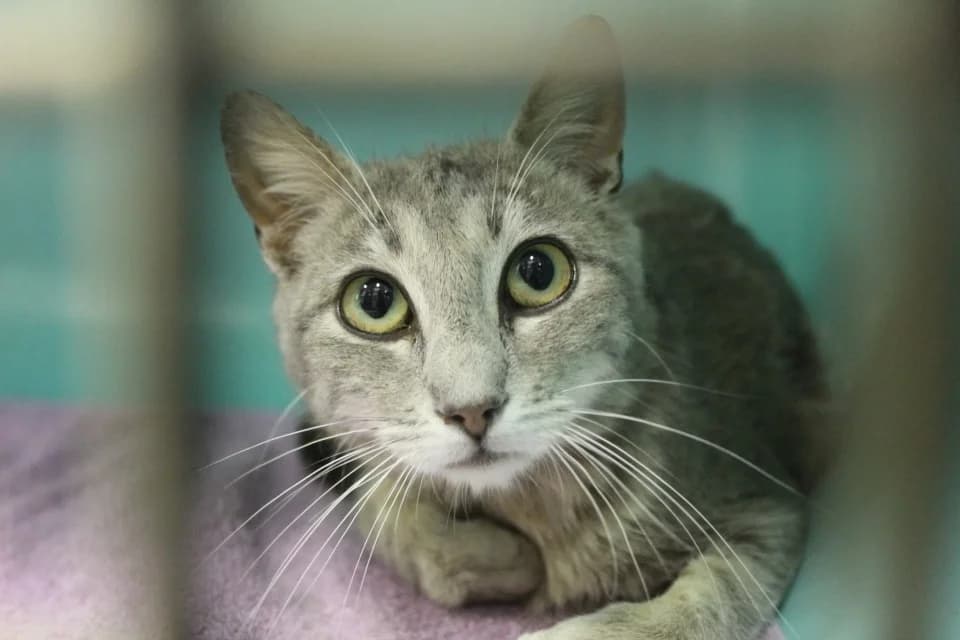 bernis, female Mixed Breed for adoption at Chameyrat), Tulle