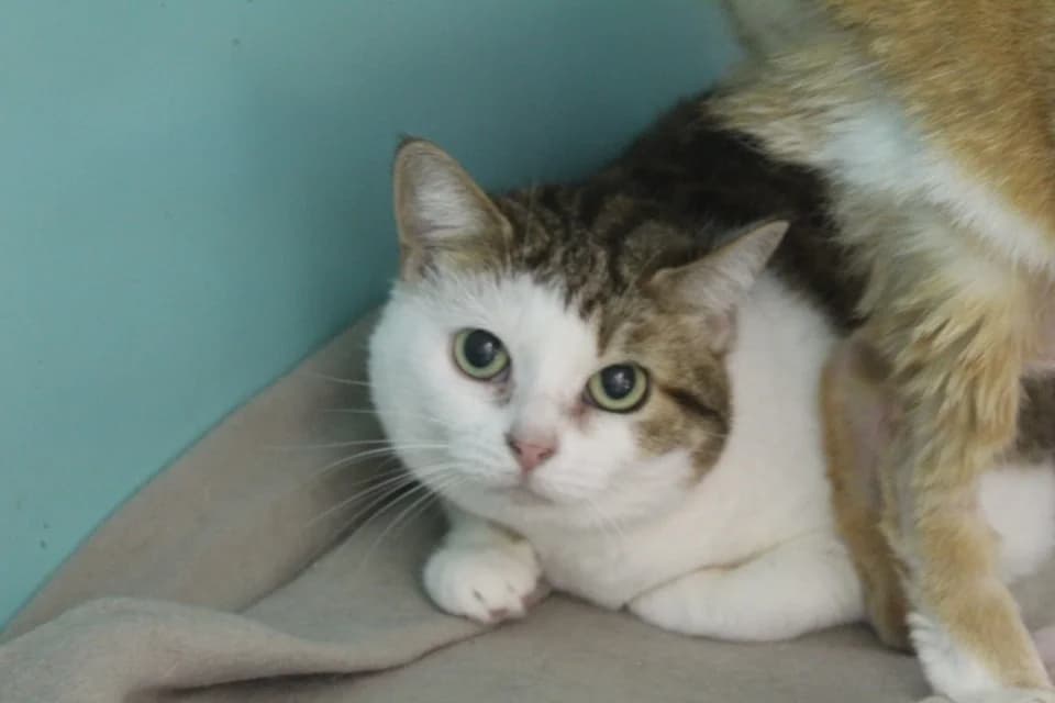 migrise, female Mixed Breed for adoption at Chameyrat), Tulle