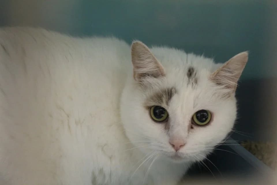 miblanche, female Mixed Breed for adoption at Chameyrat), Tulle
