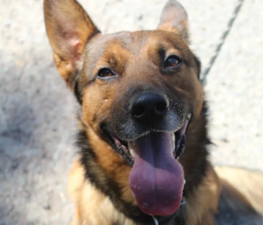 mowgli, male 5yo mixed breed for adoption at Chameyrat), Tulle