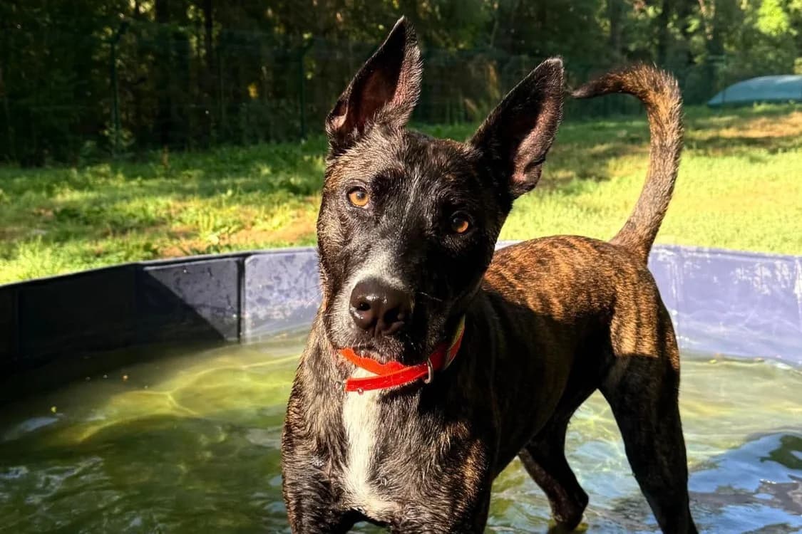 HORACE, male young Mixed Breed for adoption at Chameyrat), Tulle