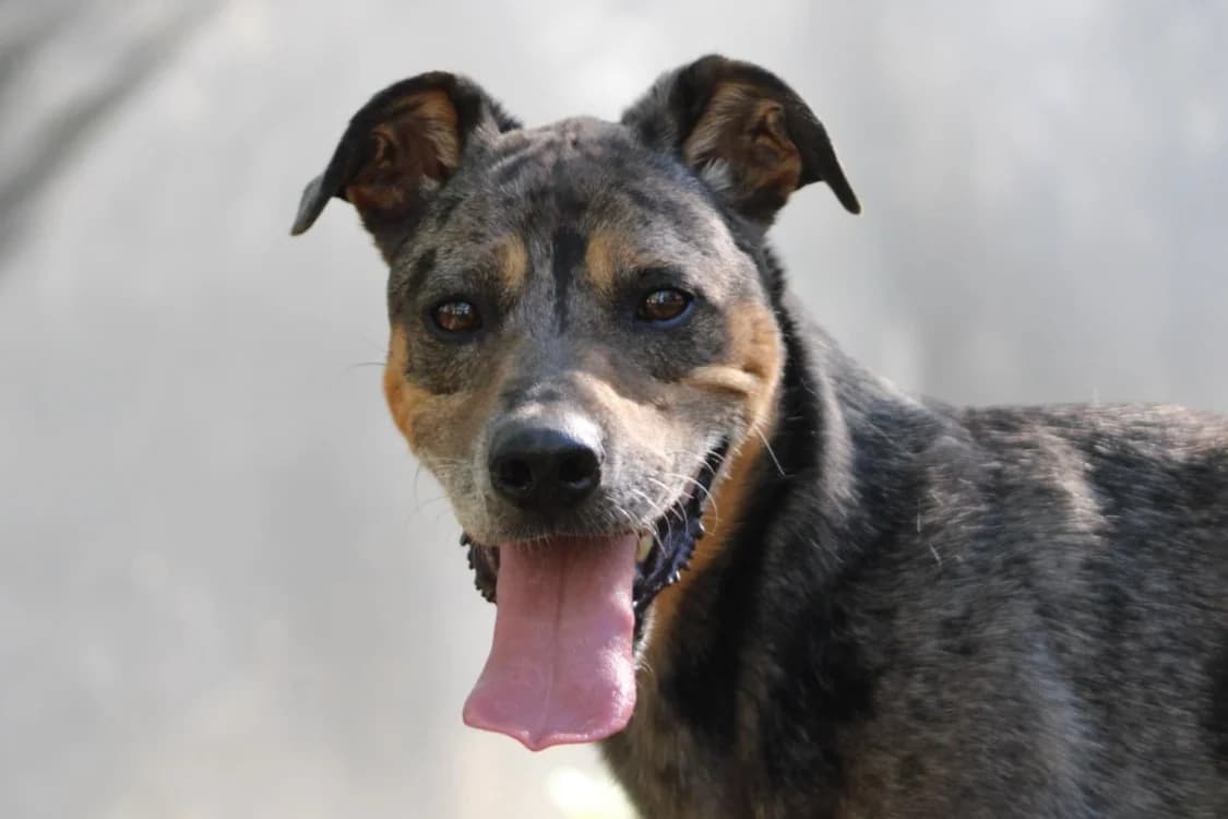 Bostyk, male senior Mixed Breed for adoption at Chameyrat), Tulle