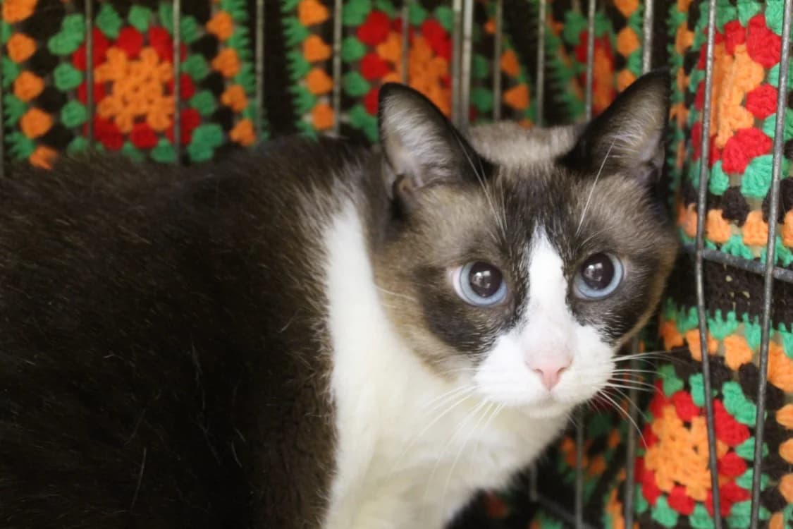 uzia dit gypsy, female 4yo Mixed Breed for adoption at Chameyrat), Tulle