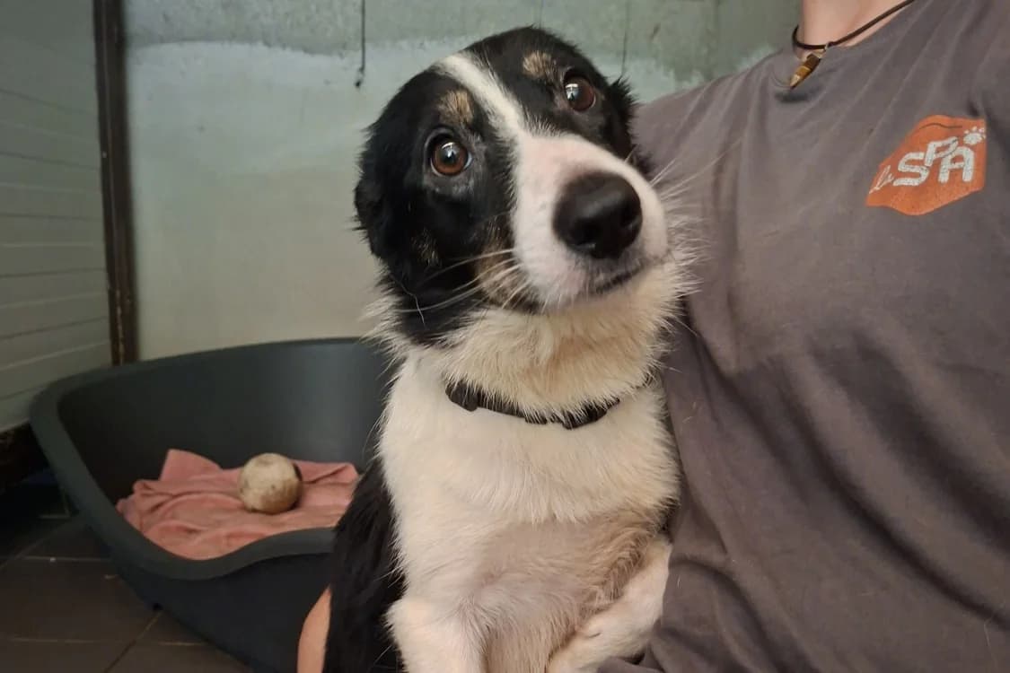 billie, female Chihuahua for adoption at Chameyrat), Tulle