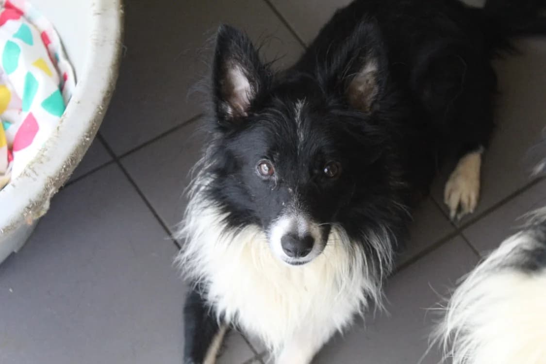 basil, male Mixed Breed for adoption at Chameyrat), Tulle
