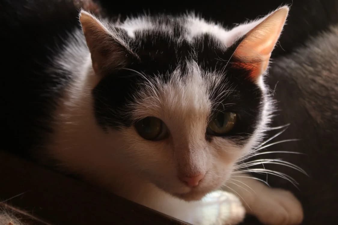 alina, female 3yo mixed breed for adoption at Chameyrat), Tulle
