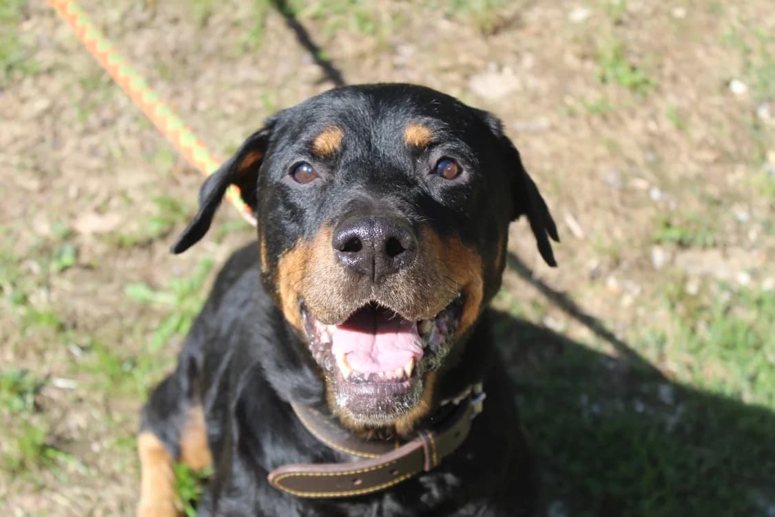 havana, female senior mixed breed for adoption at Chameyrat), Tulle