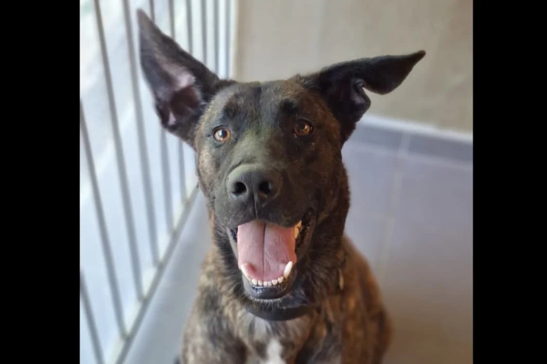 vega, female 3yo Labrador Retriever for adoption at Chameyrat), Tulle