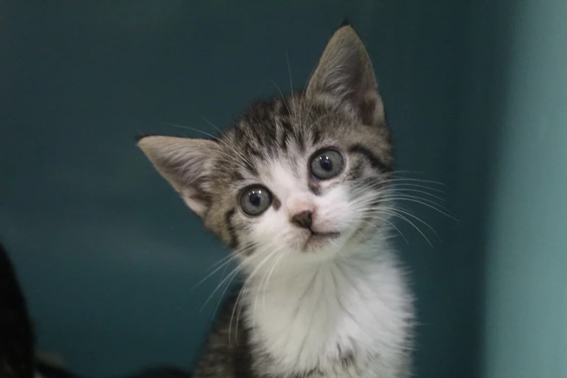 bluebel, female Mixed Breed for adoption at Chameyrat), Tulle