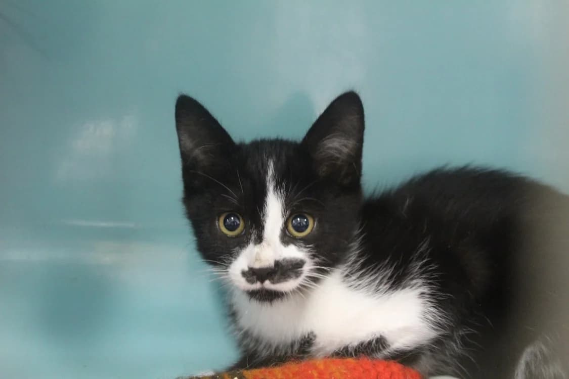 Basmati, female Mixed Breed for adoption at Chameyrat), Tulle