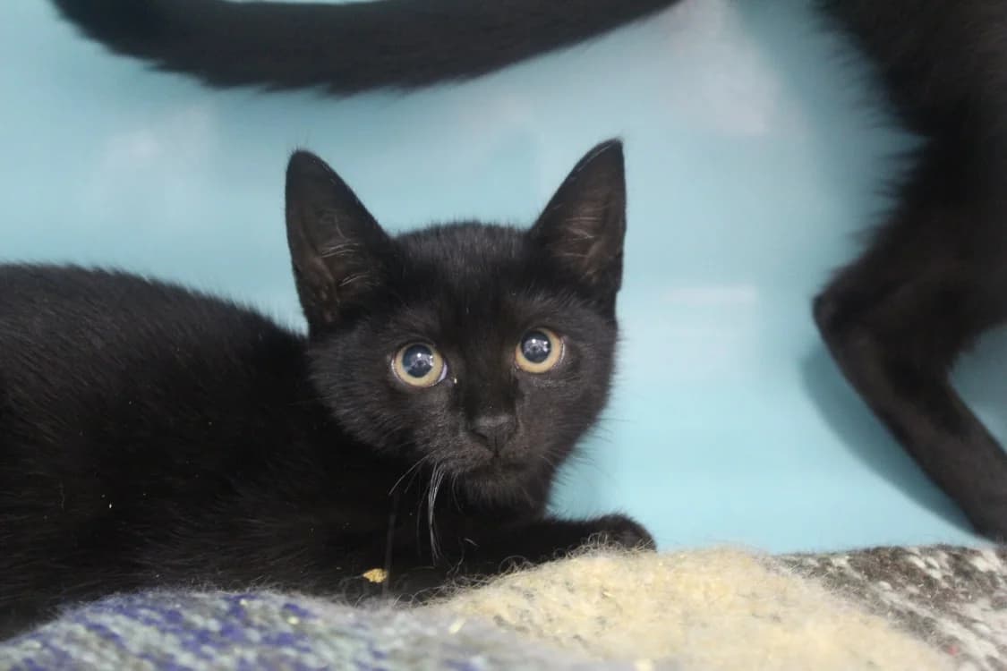 Brunch, female Mixed Breed for adoption at Chameyrat), Tulle
